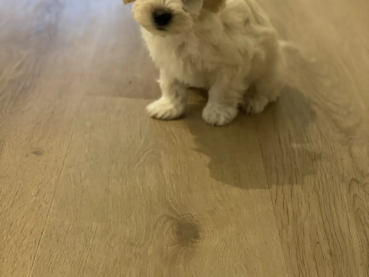 Billede 3 - Maltipoo 