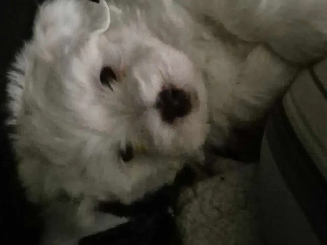 Billede 1 - Coton de tulear 