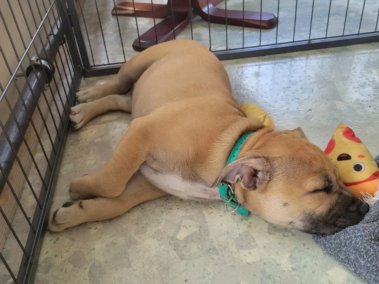 Billede 1 - Staffordshire Bull Terrier
