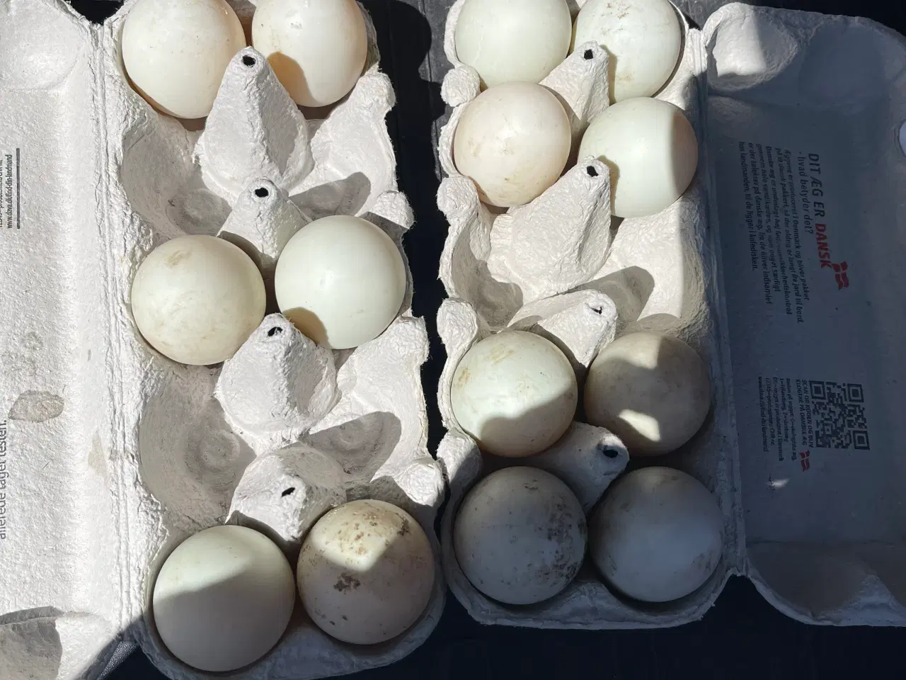 Billede 1 - Ruge æg fra løbeænder 