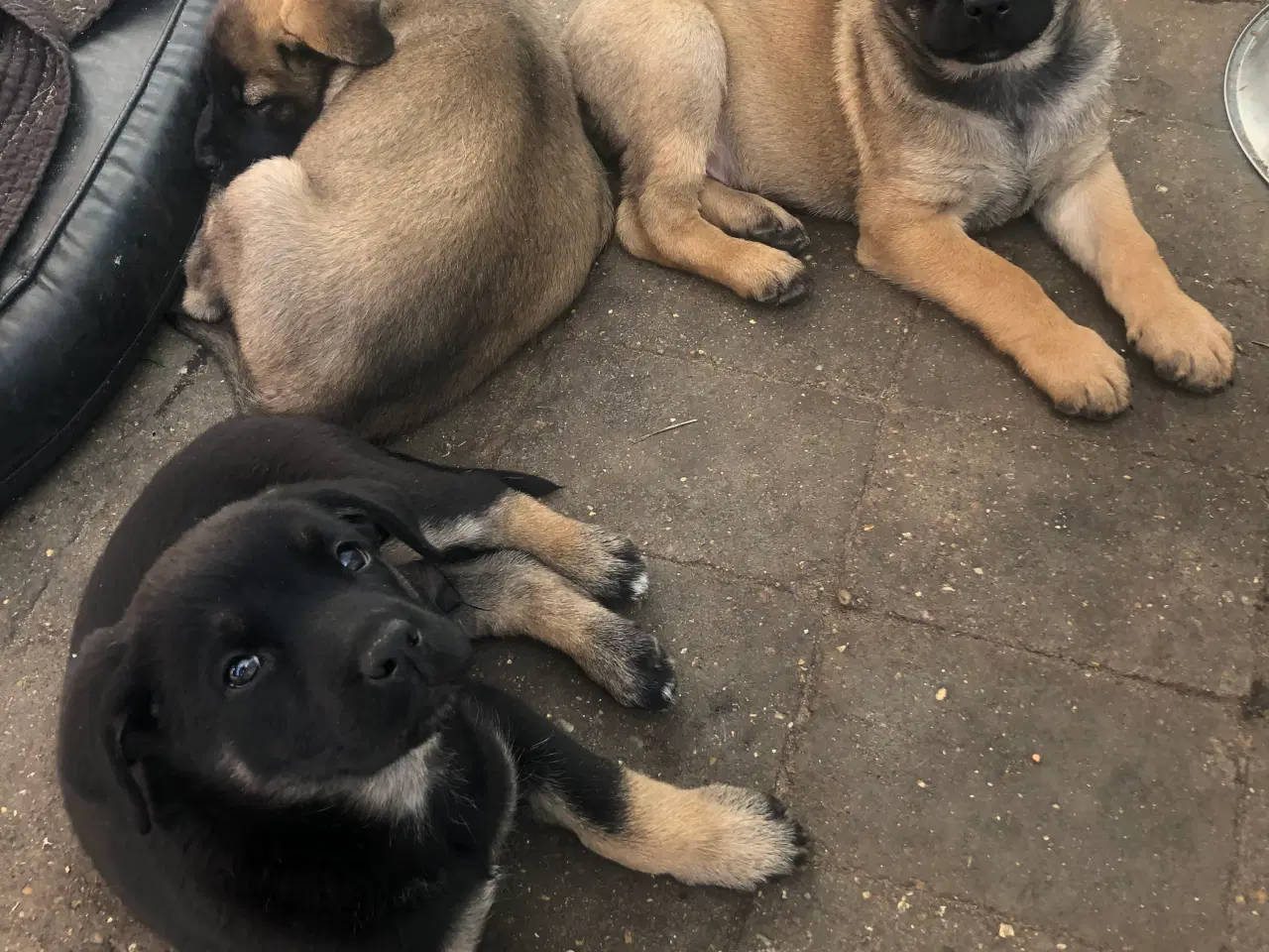 Billede 8 - Cane Corso / Shæfer