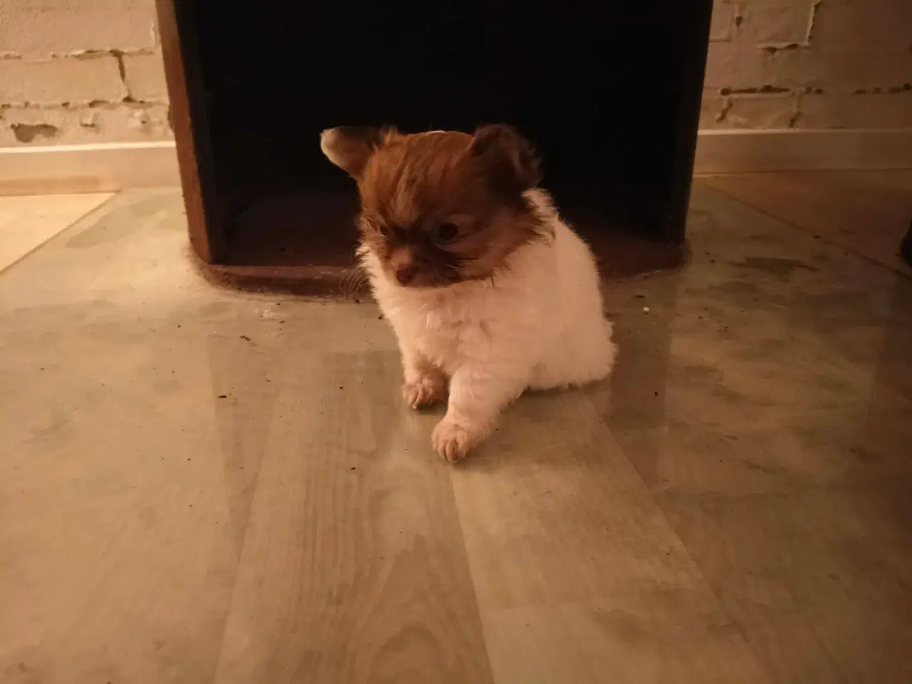 Billede 8 - 5 lækre små Chihuahua hvalpe