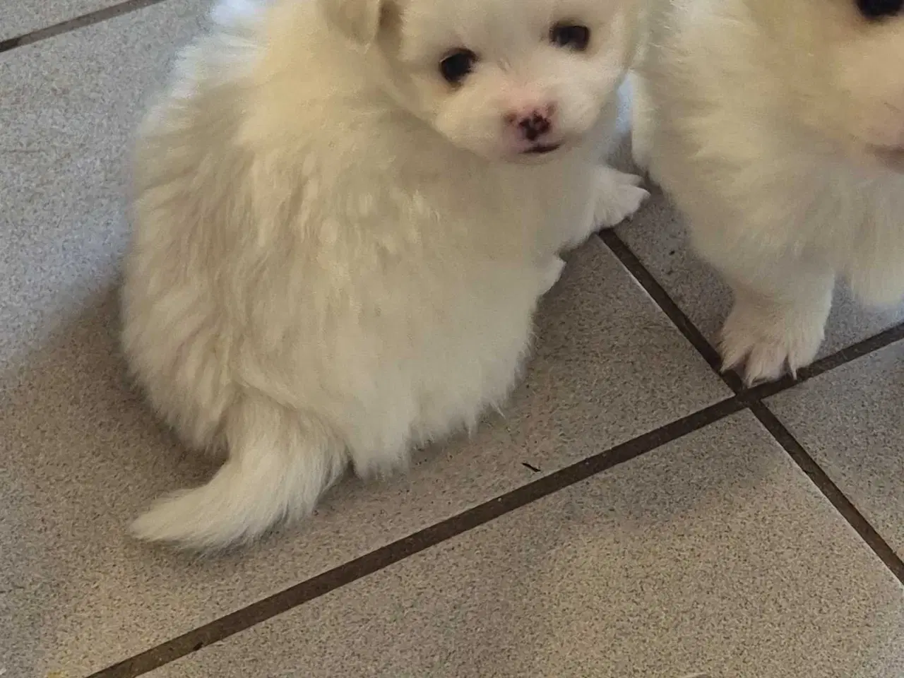 Billede 7 - Fire smukke pomeranian hvalpe 🐾