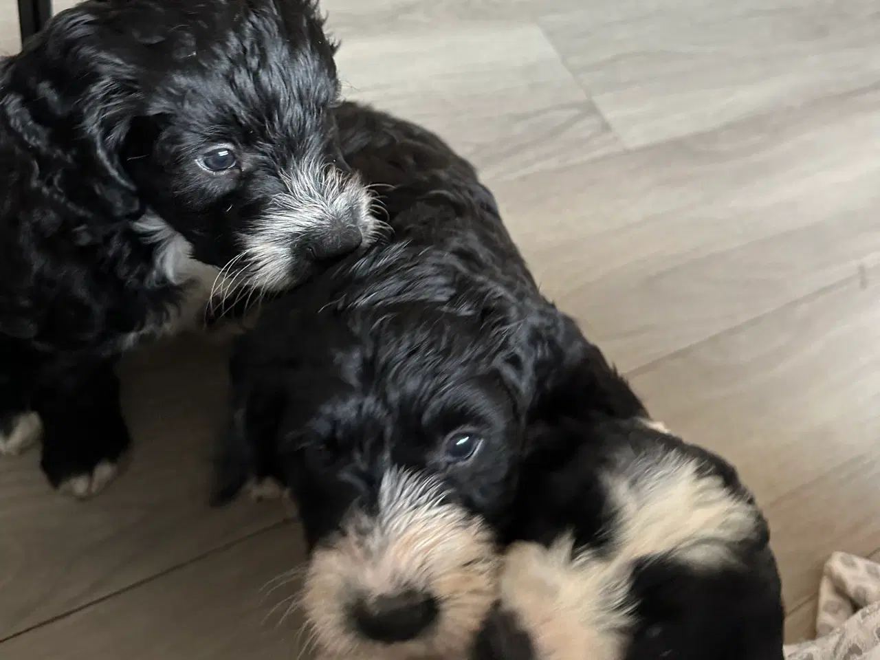 Billede 2 - Springer spaniel/puddel hundehvalpe sælges