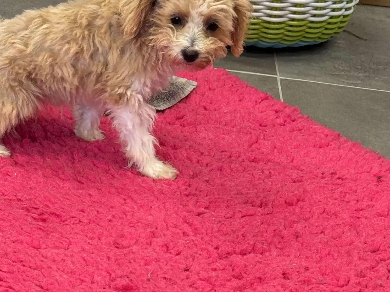 Billede 5 - Maltipoo  Rejseklar  ❤️🐾