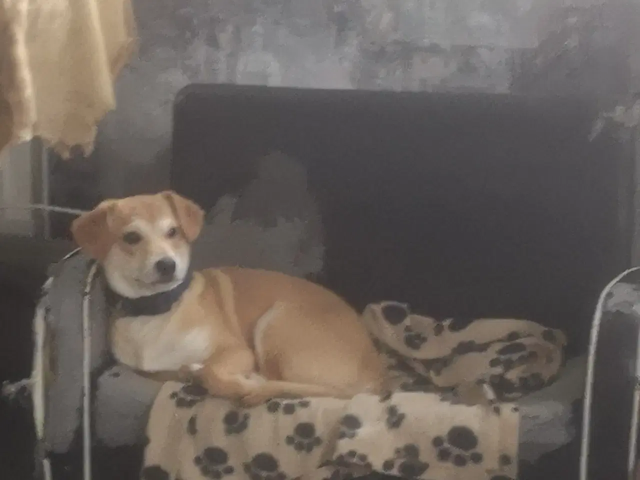 Billede 3 - Lækre paddy, i pleje i DK 