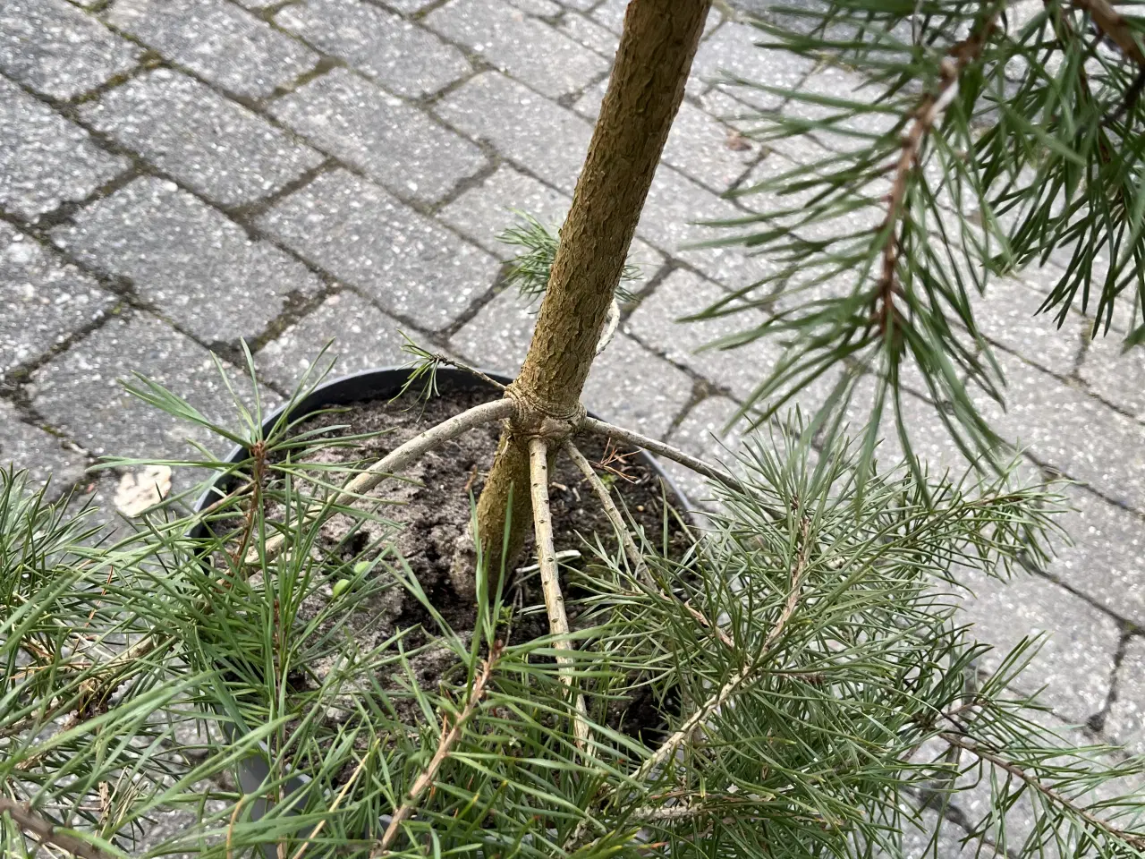 Billede 3 - Pottegroet Skovfyr 120-130cm