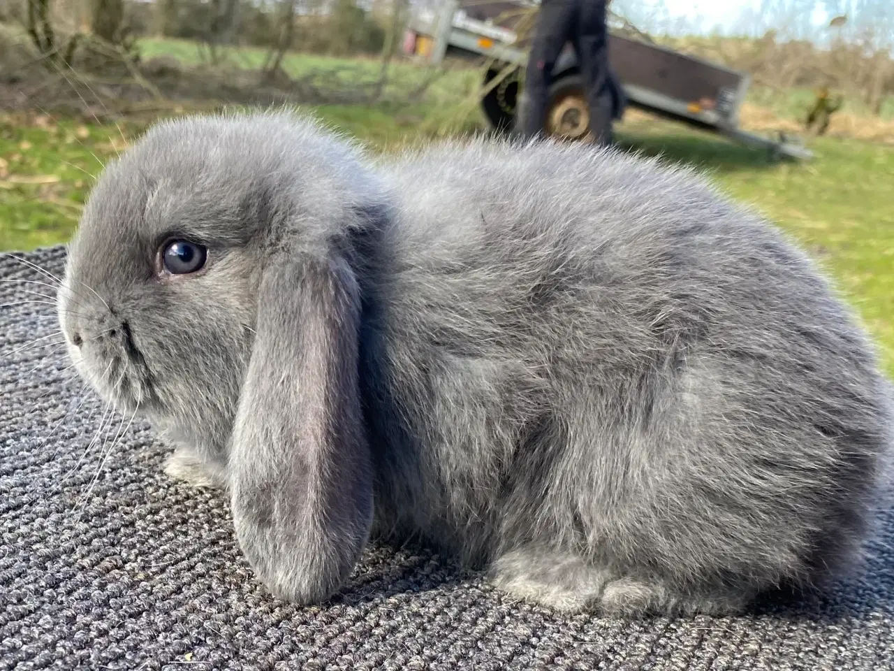 Billede 1 - FRANSK VÆDDER HAN BLÅ