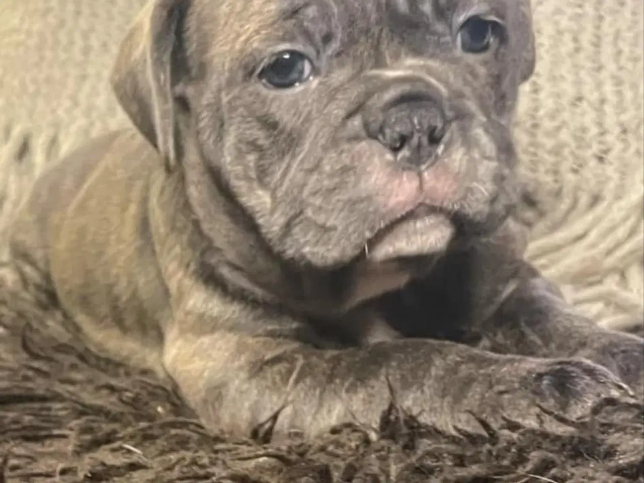 Billede 4 - New english bulldog/ Fluffy Frenchie hvalpe