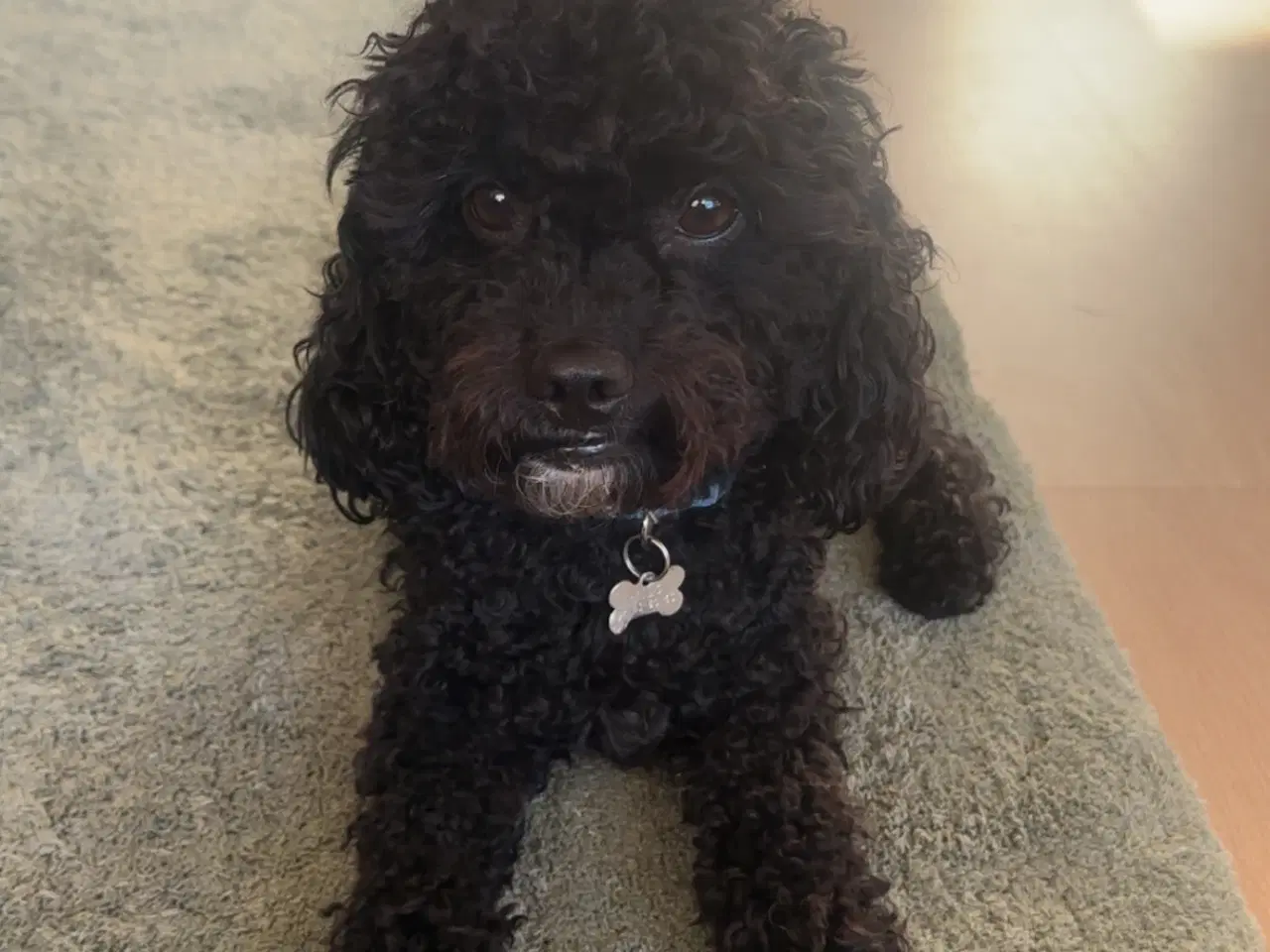 Billede 2 - Milo til avl 