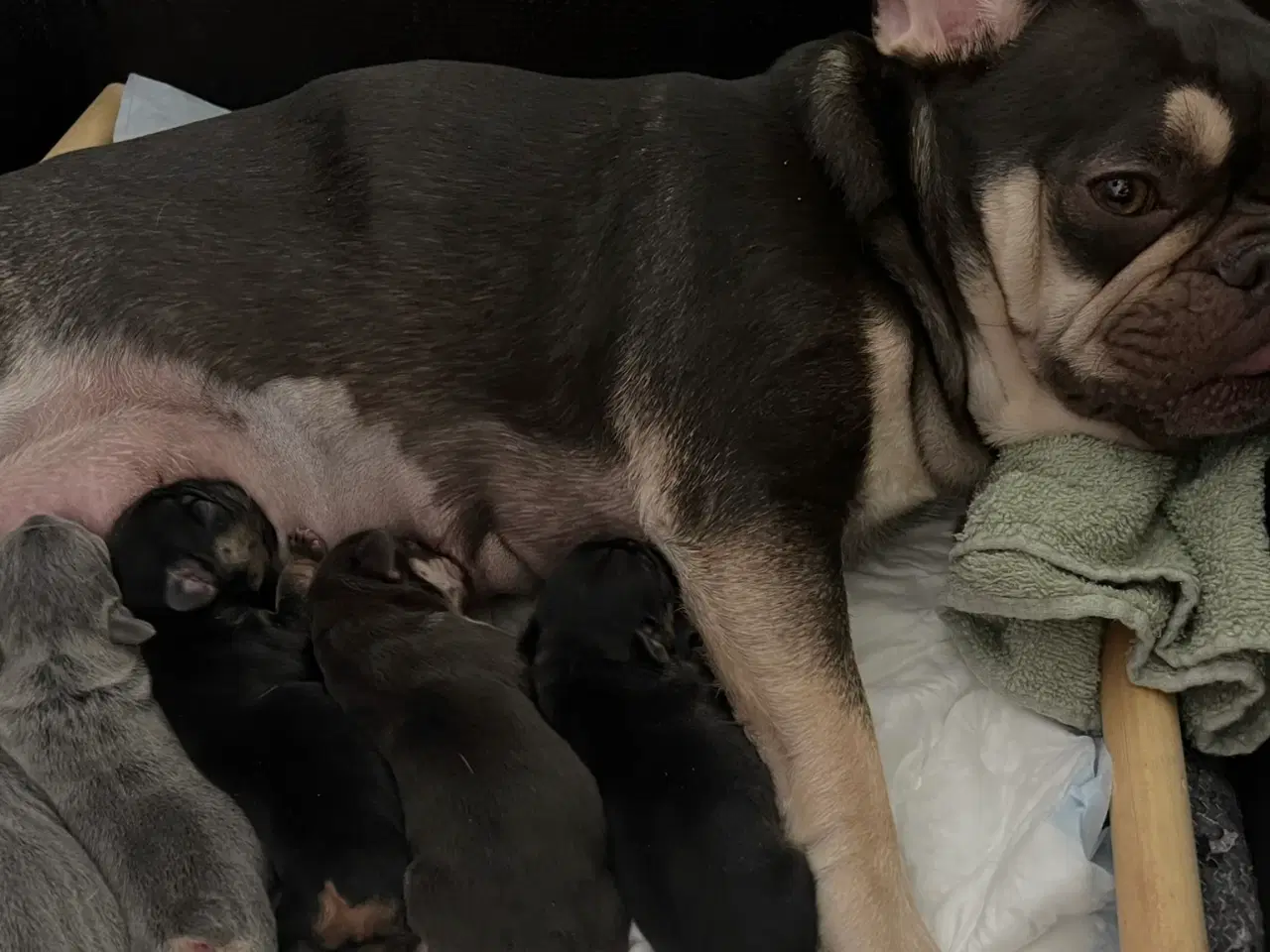 Billede 4 - Fransk bulldoghvalpe  pragteksemplar af forældre.