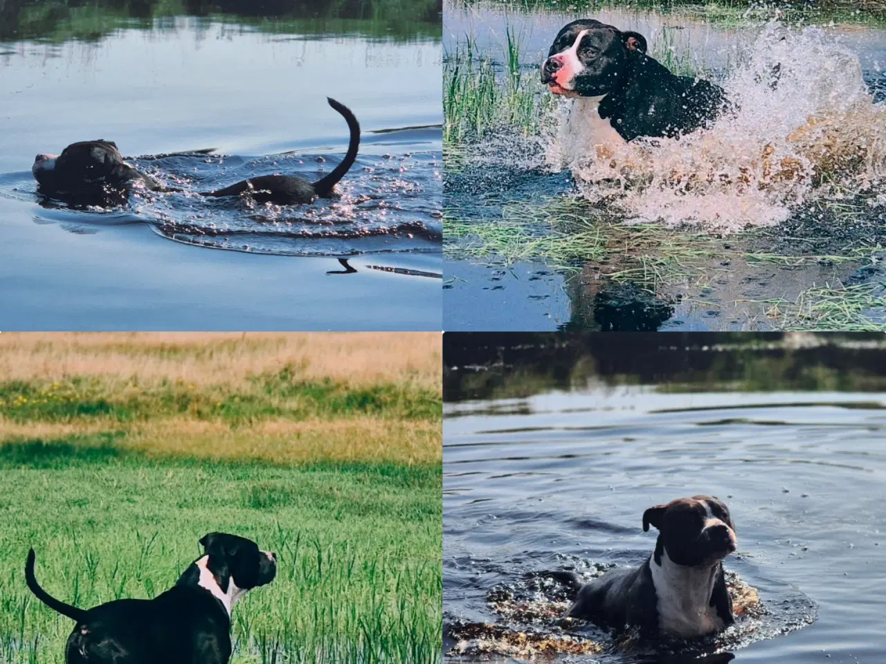 Billede 6 - Xl bully han