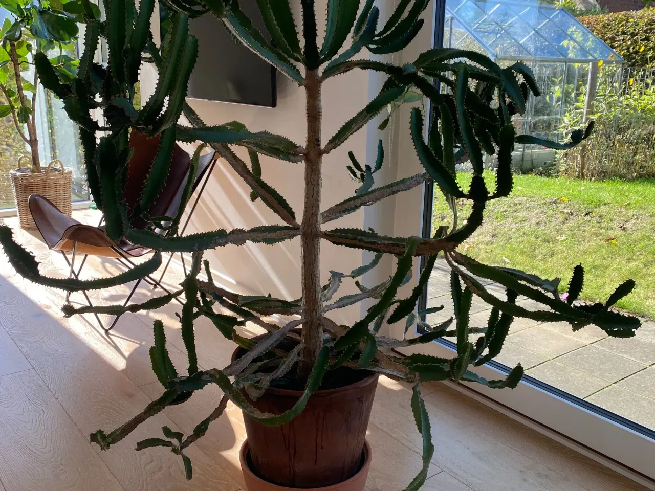 Billede 2 - Kaktus