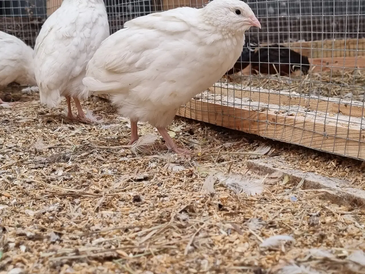 Billede 3 - Jumbo vagtler kokke 