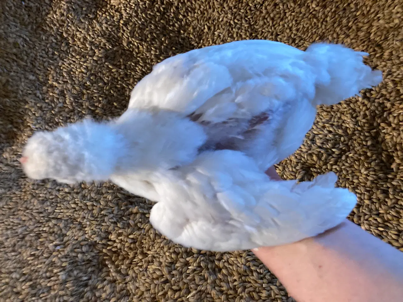 Billede 2 - 5 uge gammele kyllinger
