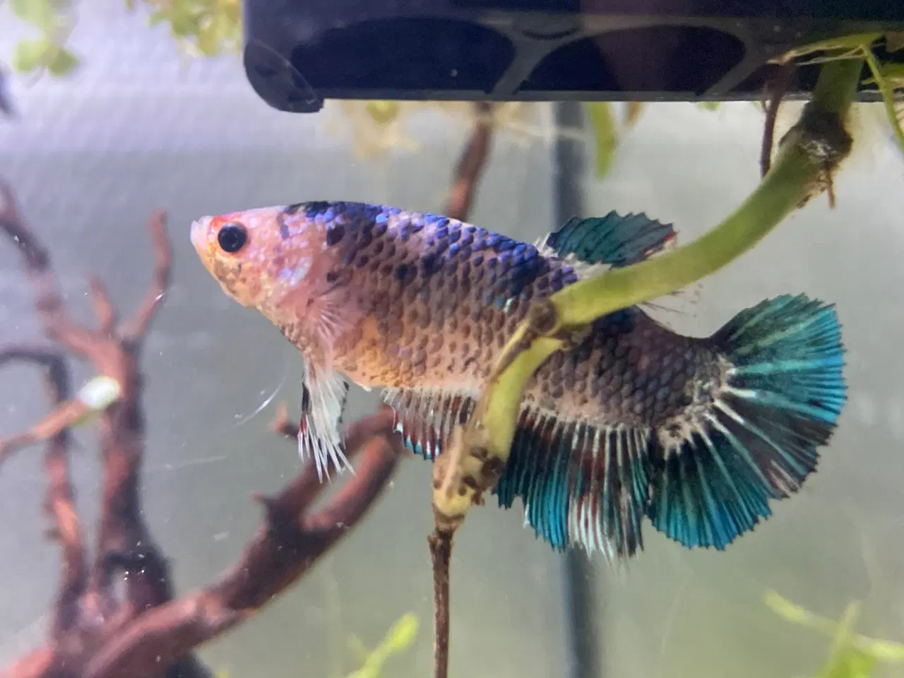 Billede 2 - Kampfisk hun