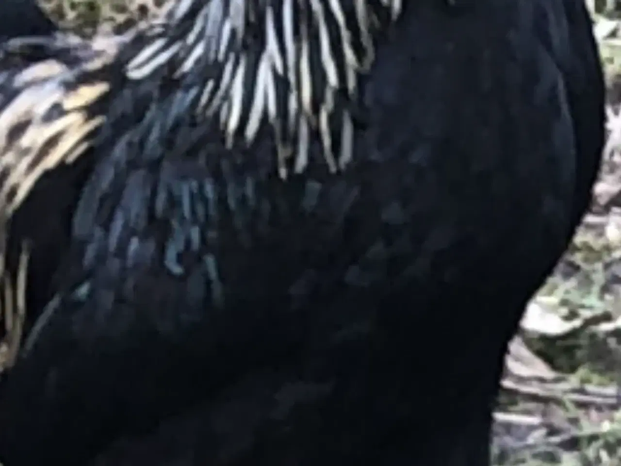 Billede 3 - Dværghaner fra 2025