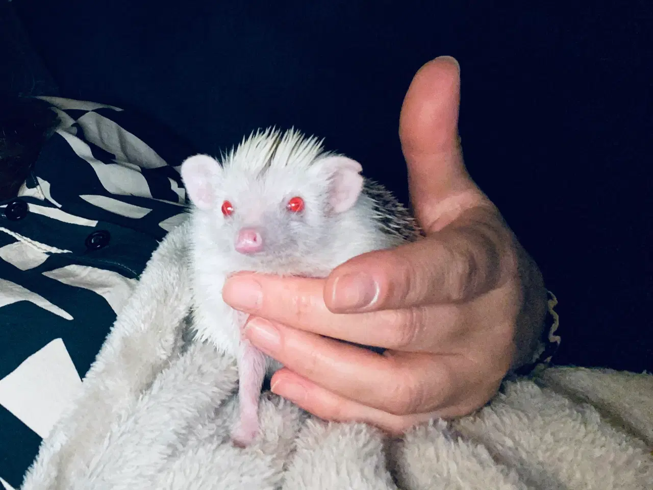 Billede 3 - Afrikansk Pygmæ Pindsvin