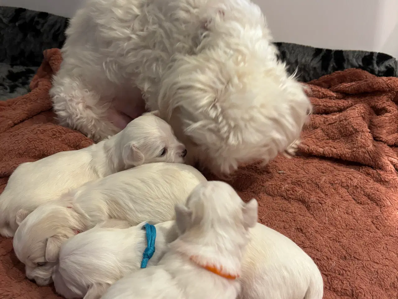 Billede 11 - Bichon Malteser hvalpe 💝🐩