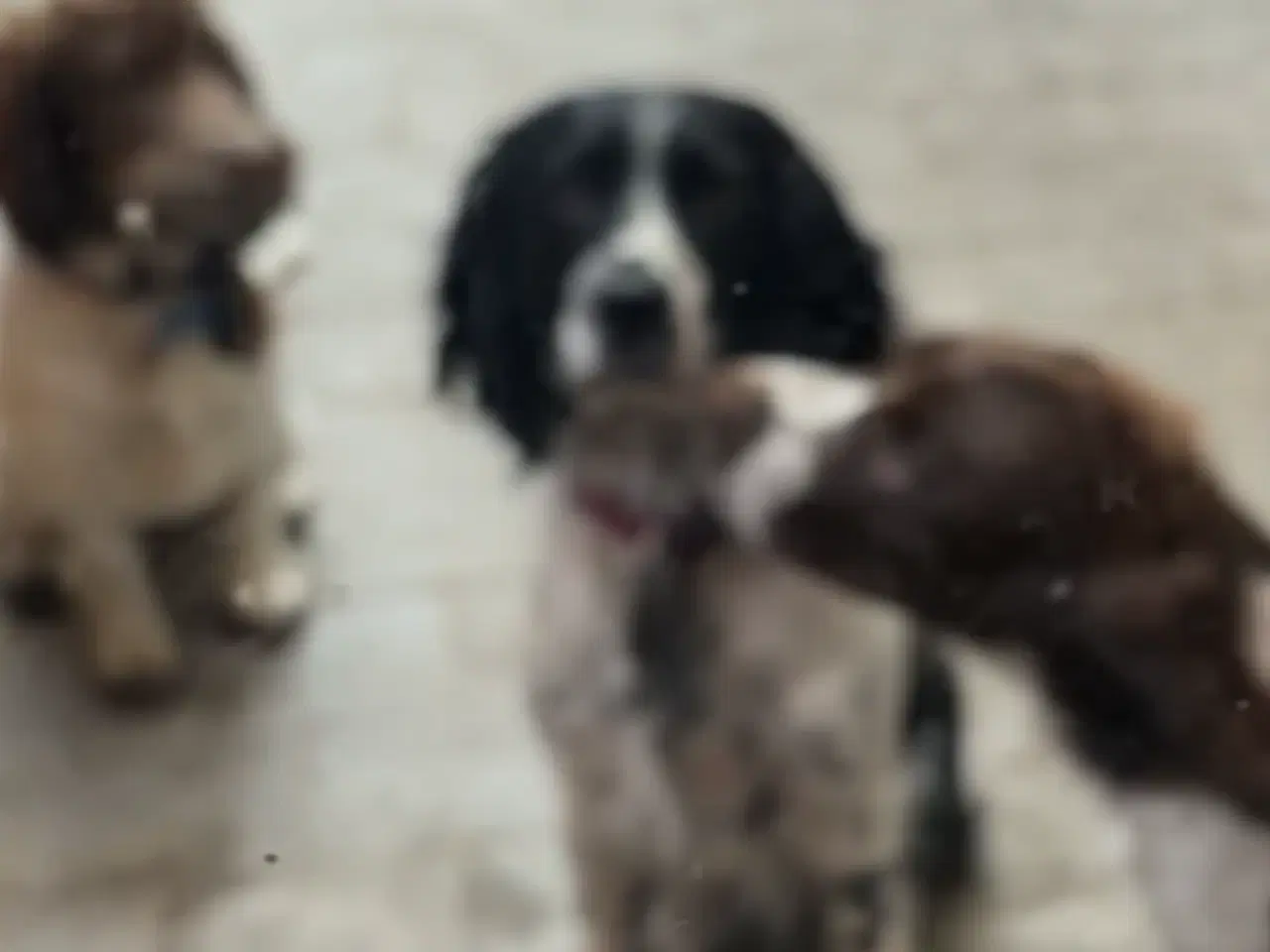 Billede 5 - Engelsk Springer Spaniels 