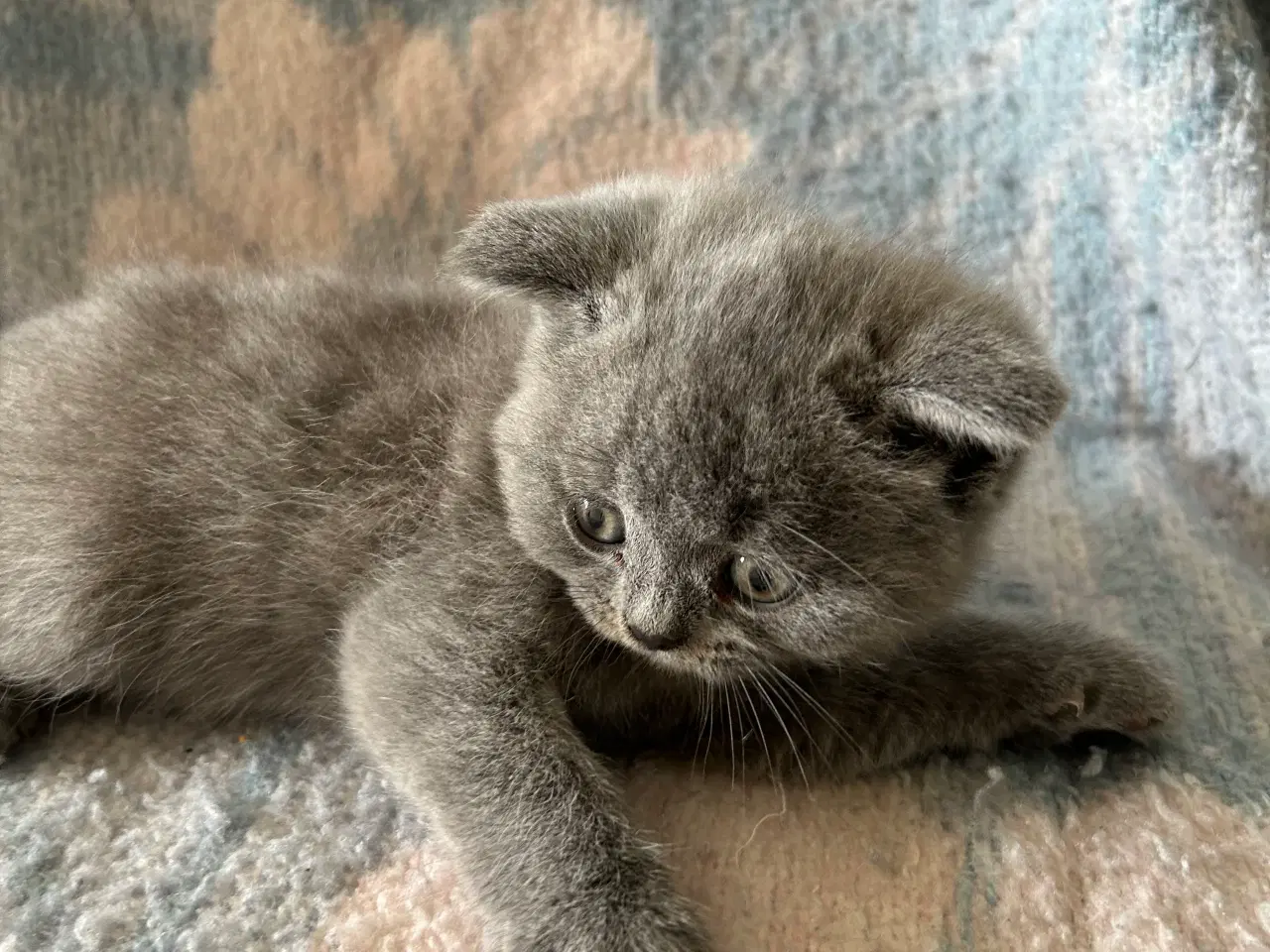 Billede 4 - British shorthair killinger sælges