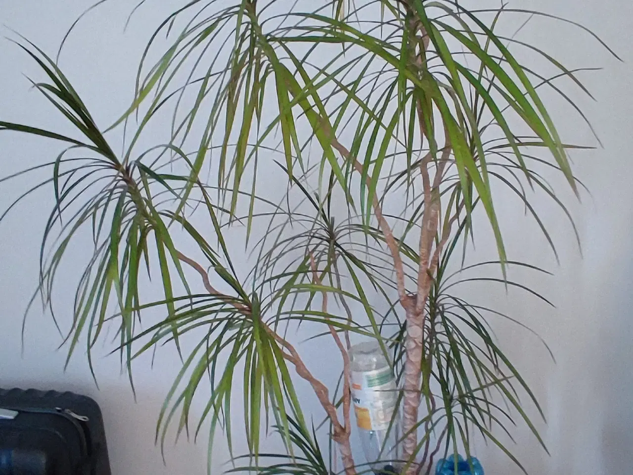 Billede 12 - Dracaena, Stueplante