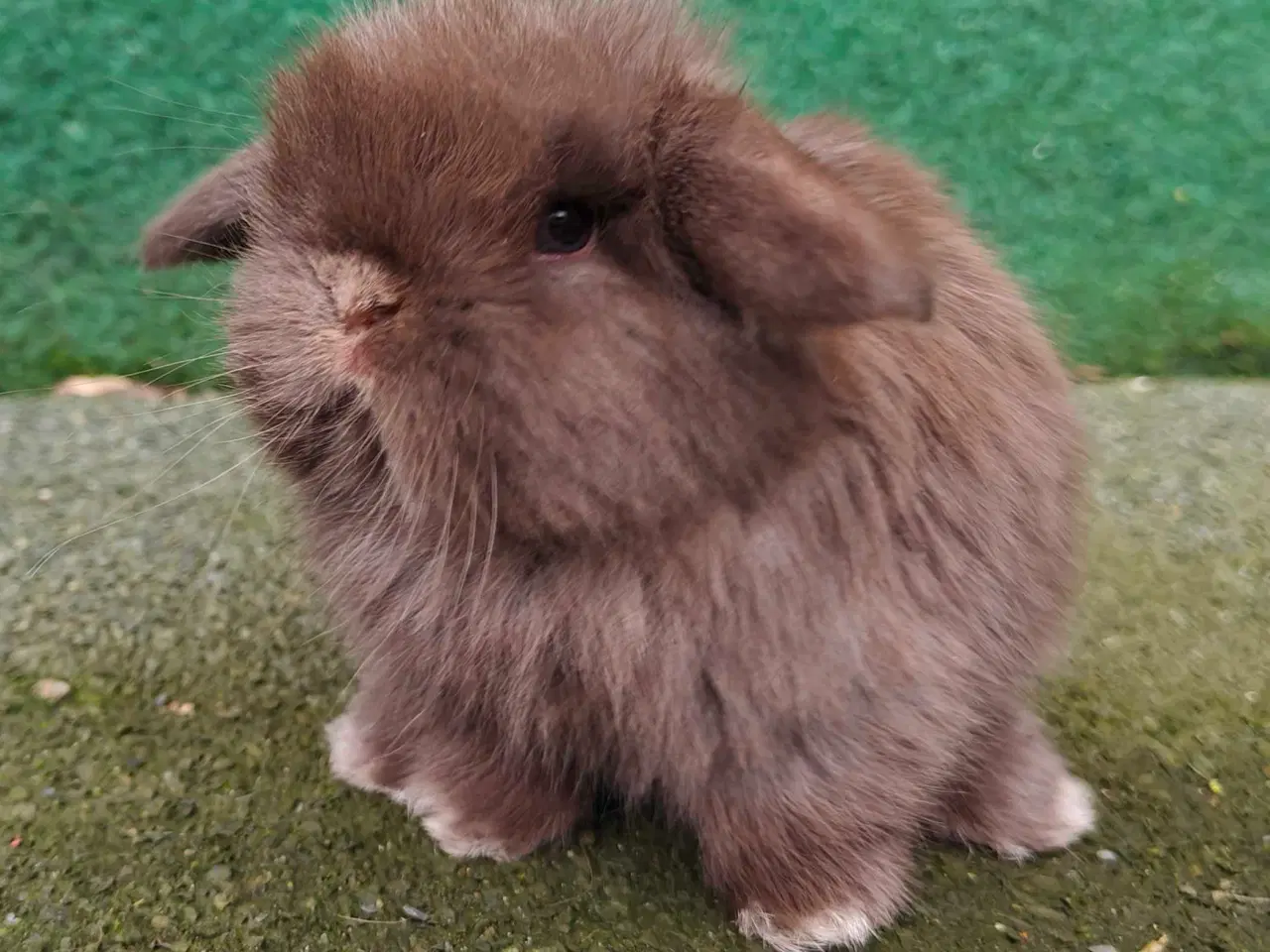 Billede 10 - Minilop