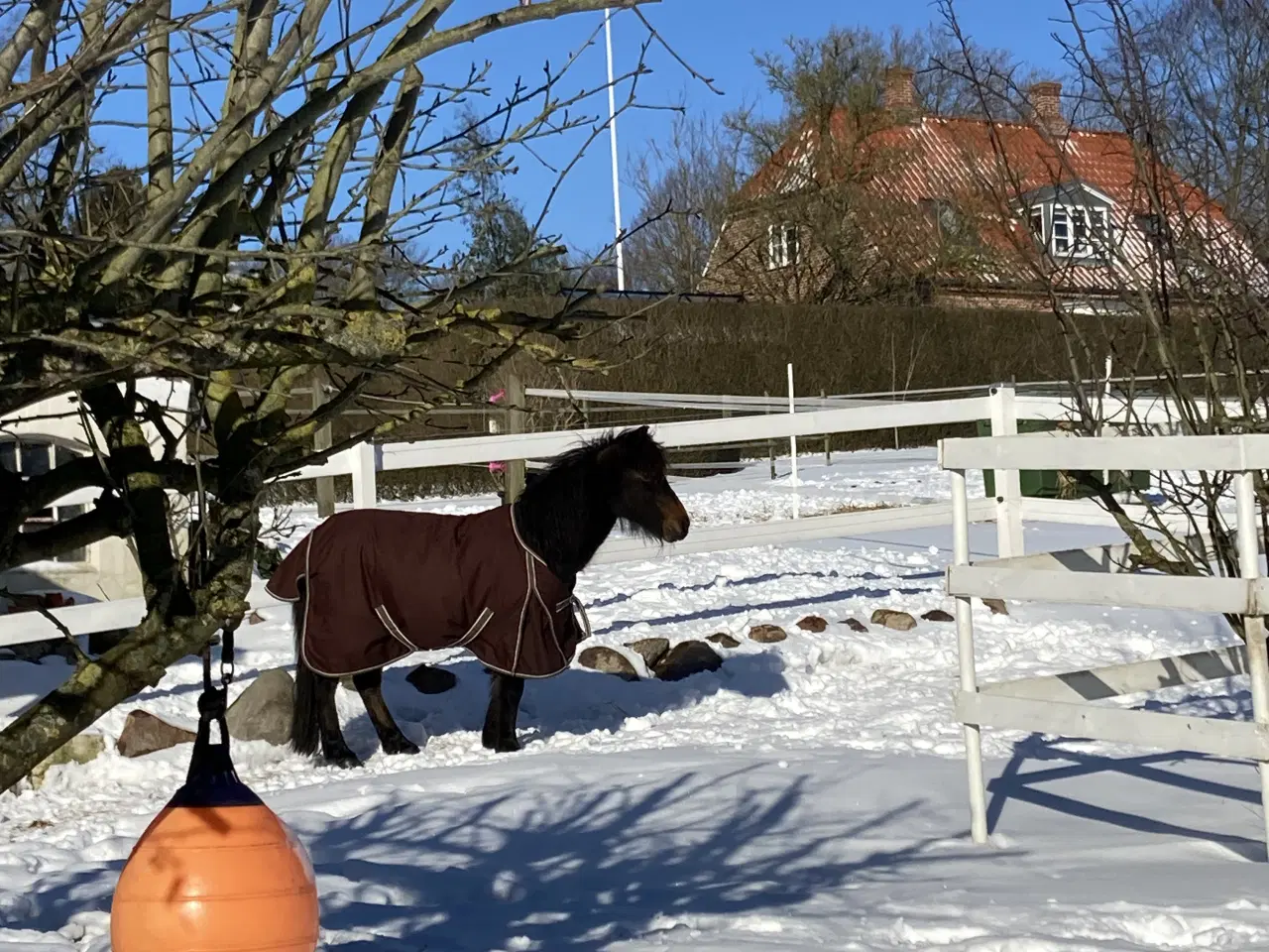 Billede 14 - Sødeste miniature pony sælges/byttes
