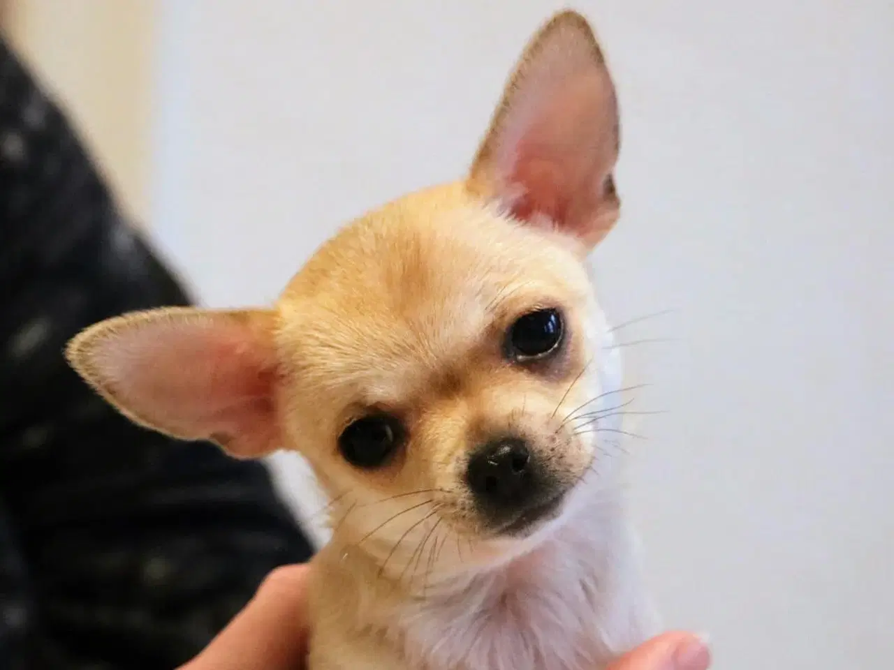 Billede 1 - Chihuahua med DKK-stambog