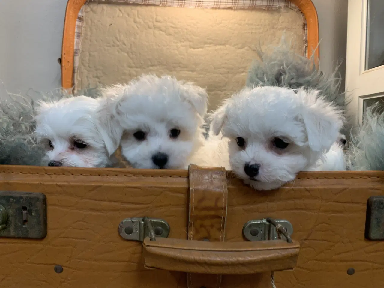 Billede 6 - De smukkeste Maltichon babyer 