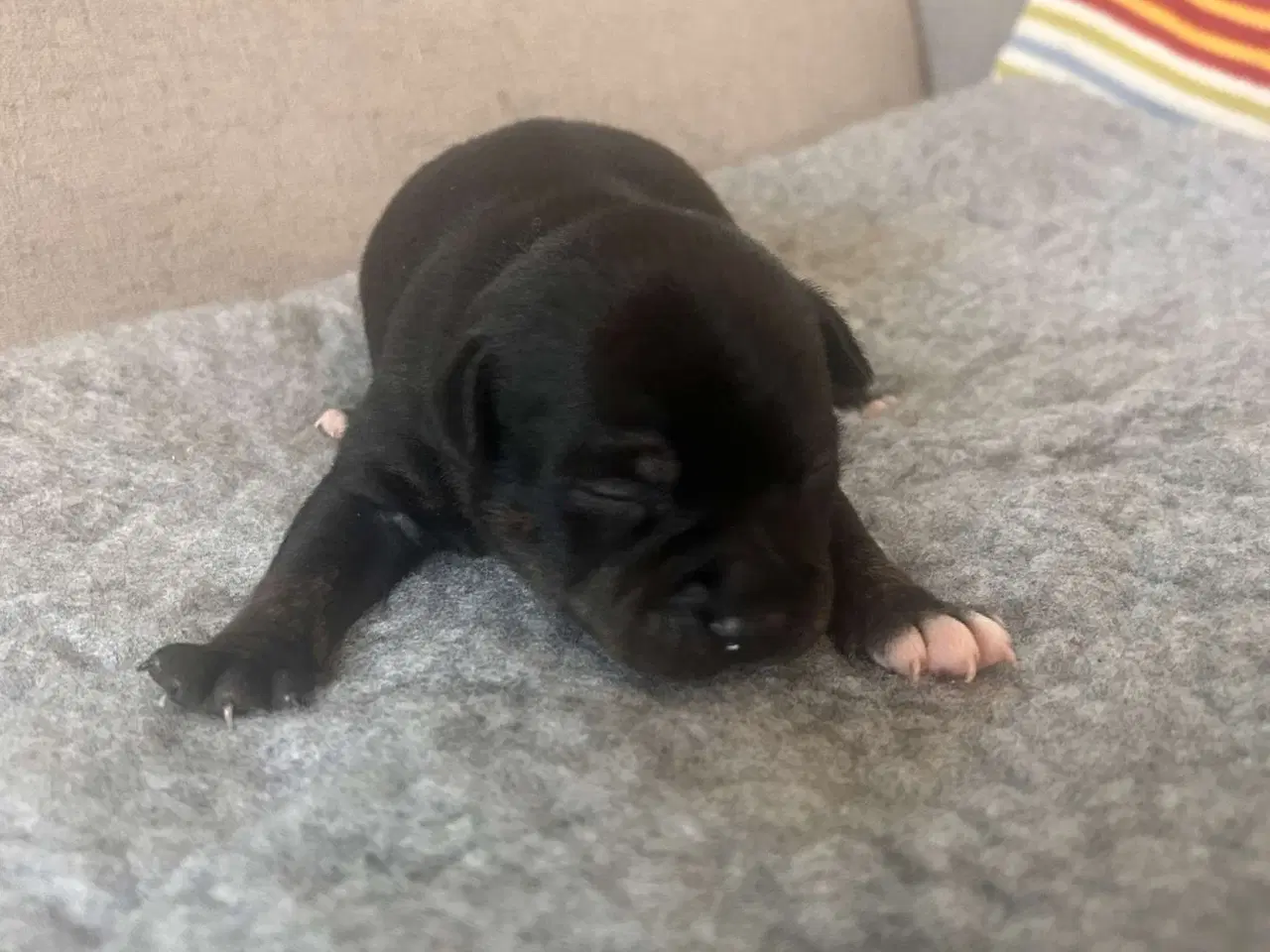Billede 5 - Engelske stafford Bull terrier stadfy