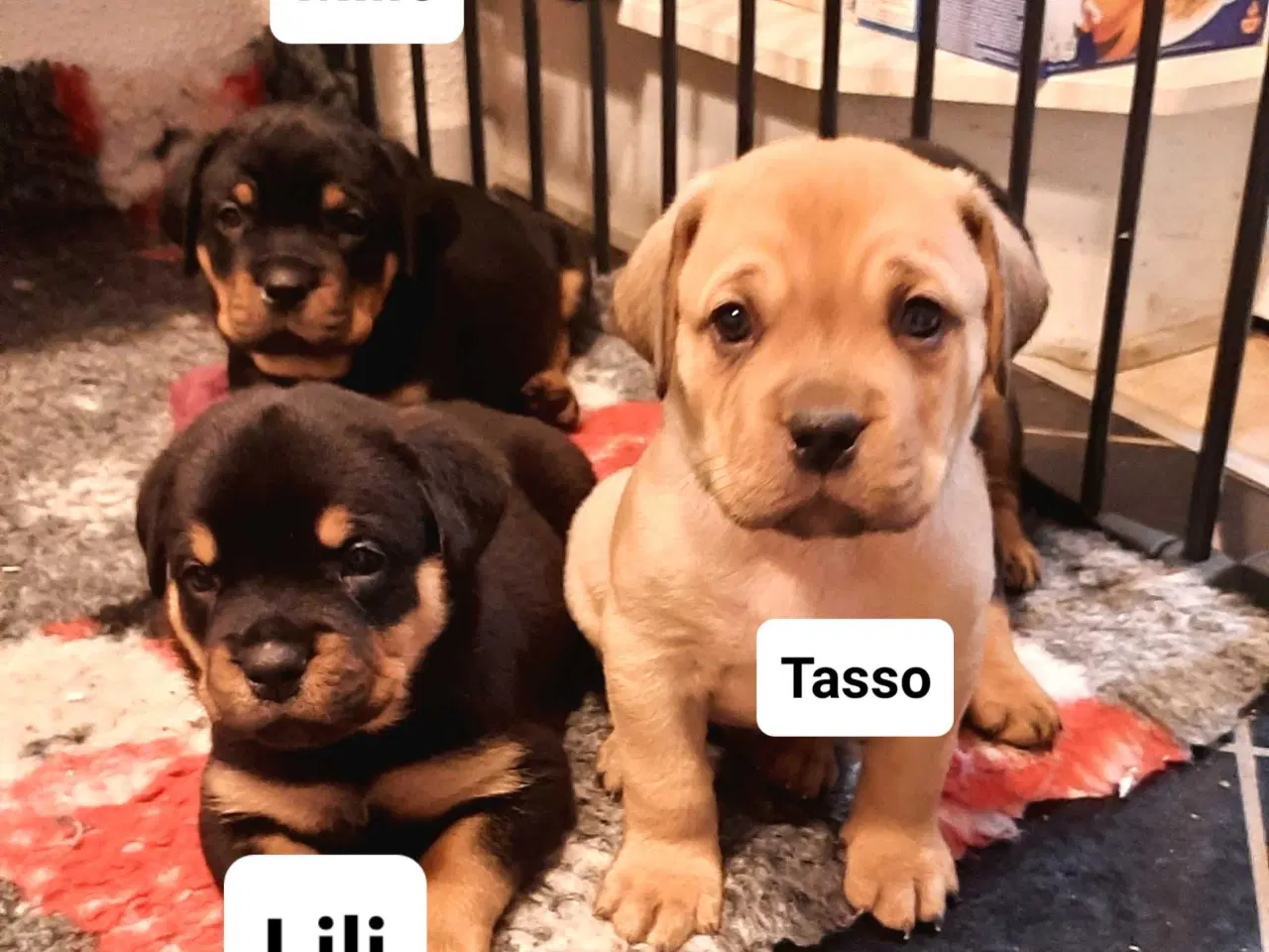 Billede 1 - Super skønne " Rott De Bordeaux " hvalpe 