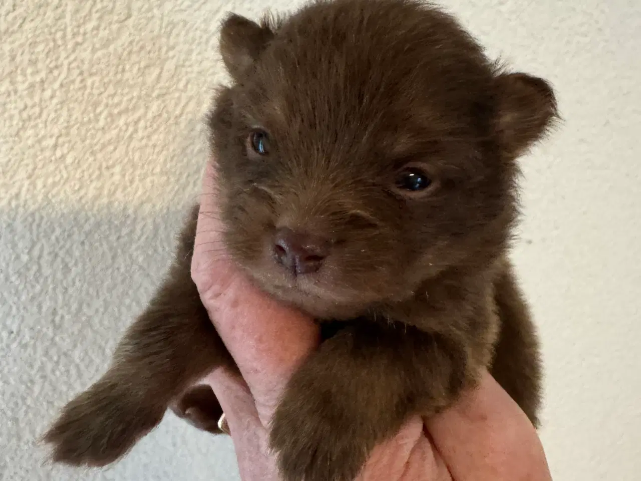 Billede 11 - Pomerania hvalpe til efterårsferien 