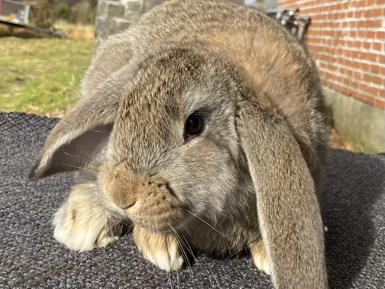 Billede 13 - FRANSK VÆDDER HUN VILDTGRÅ