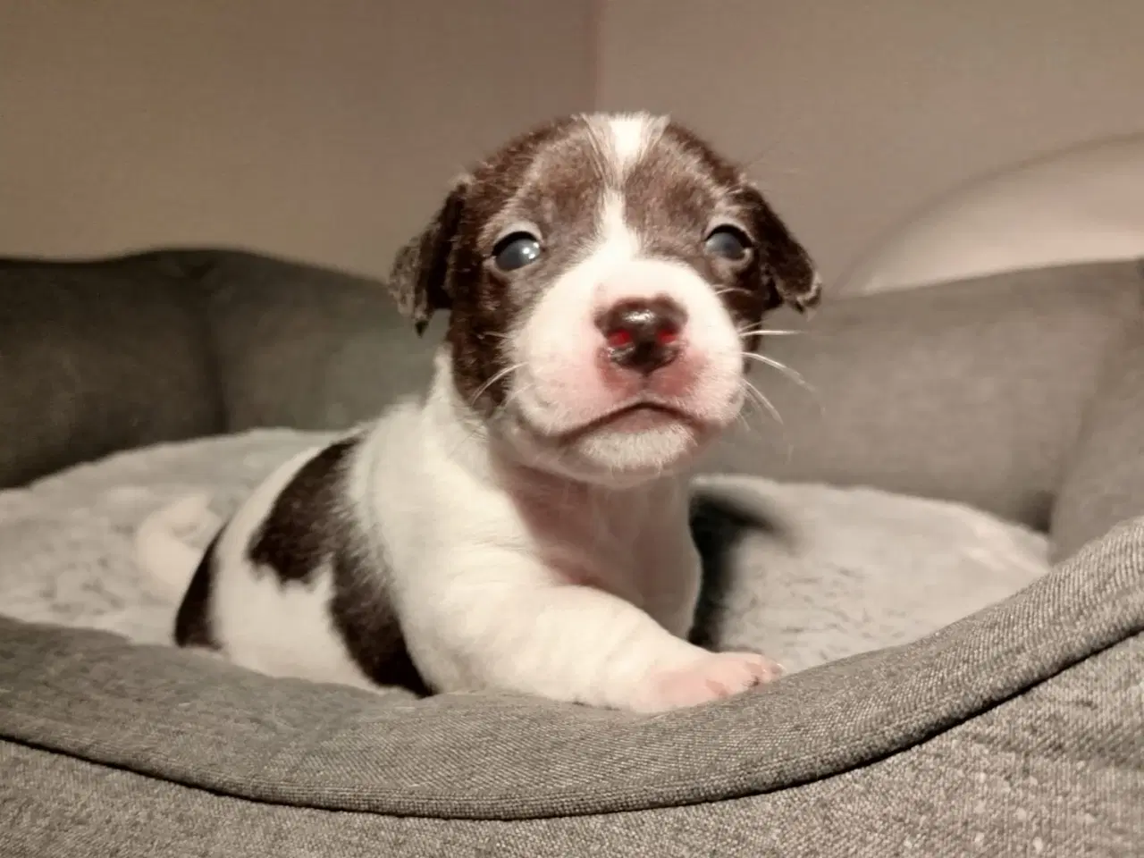 Billede 1 - Jack Russell terrier puppies 