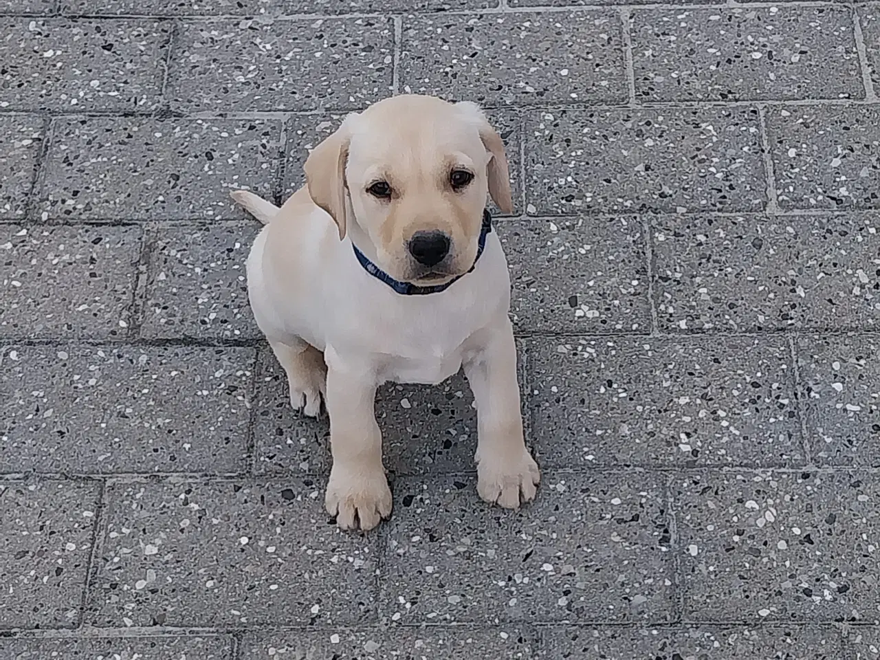 Billede 1 - Gule labrador hvalpe.