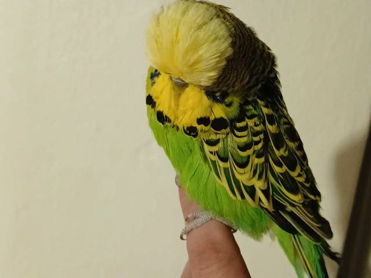 Billede 1 - Engelsk undulat han 