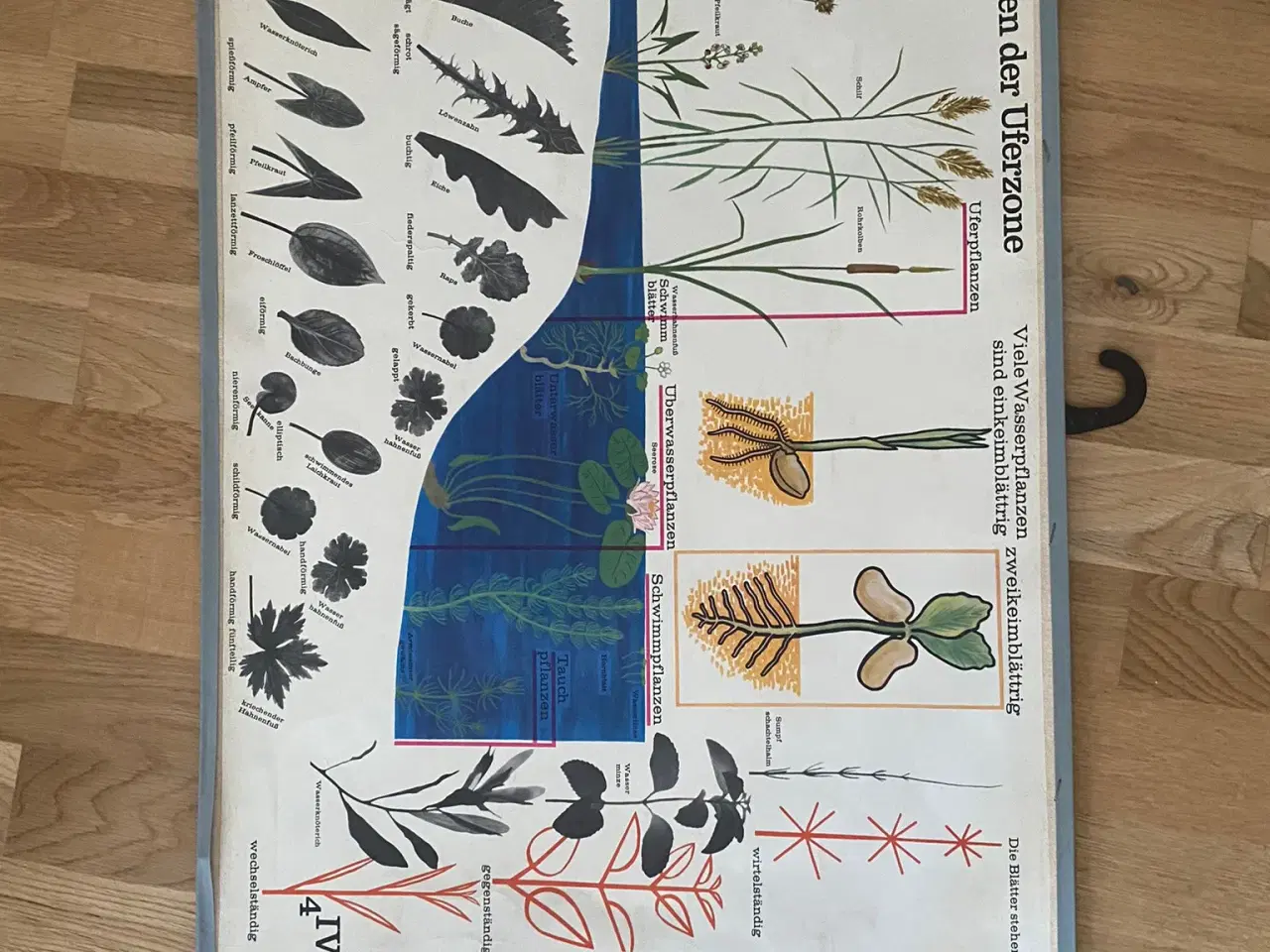 Billede 4 - plantetavler, dyretavler, biologi plakater