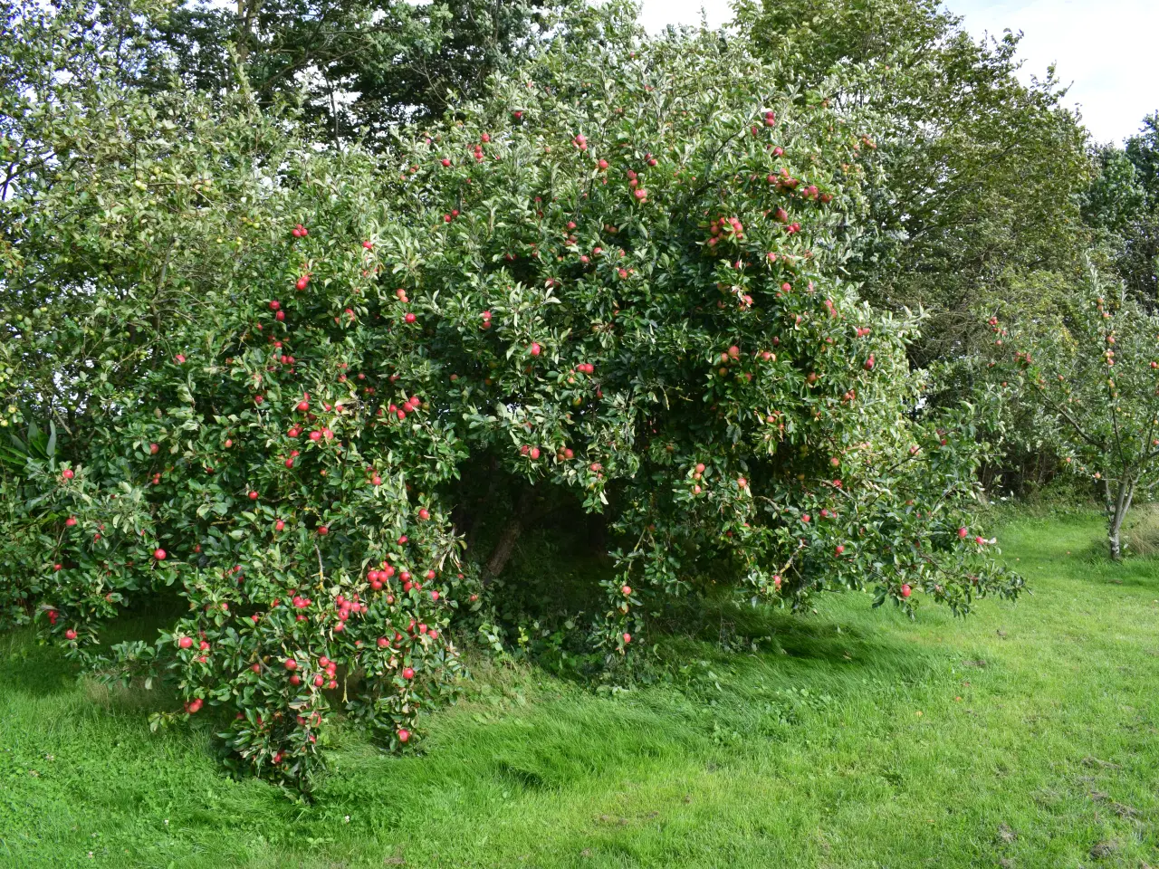 Billede 9 - Æbletræer - mange sorter