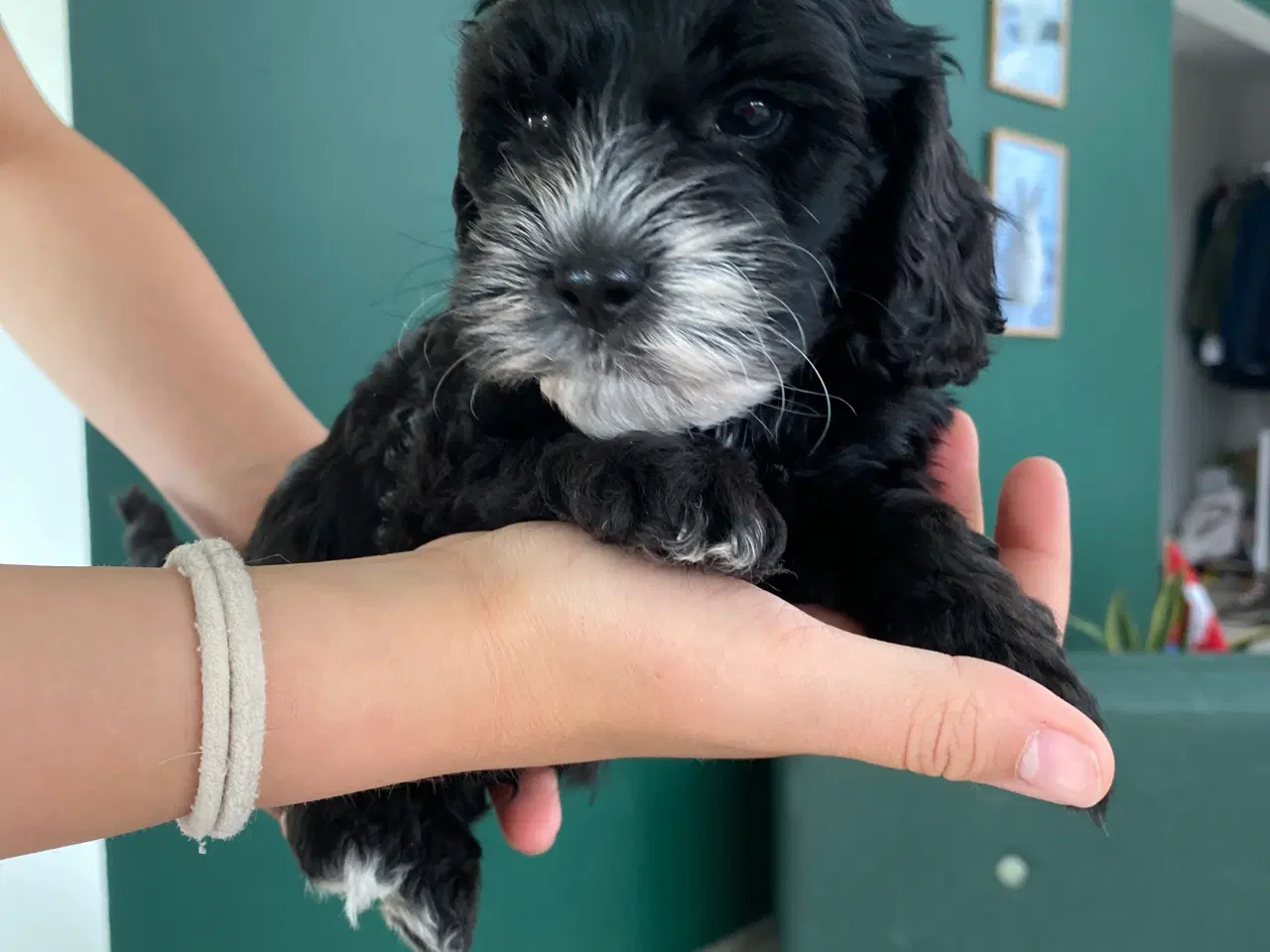 Billede 17 - Cockerpoo, cockerdoodle, cockapoo, doodle