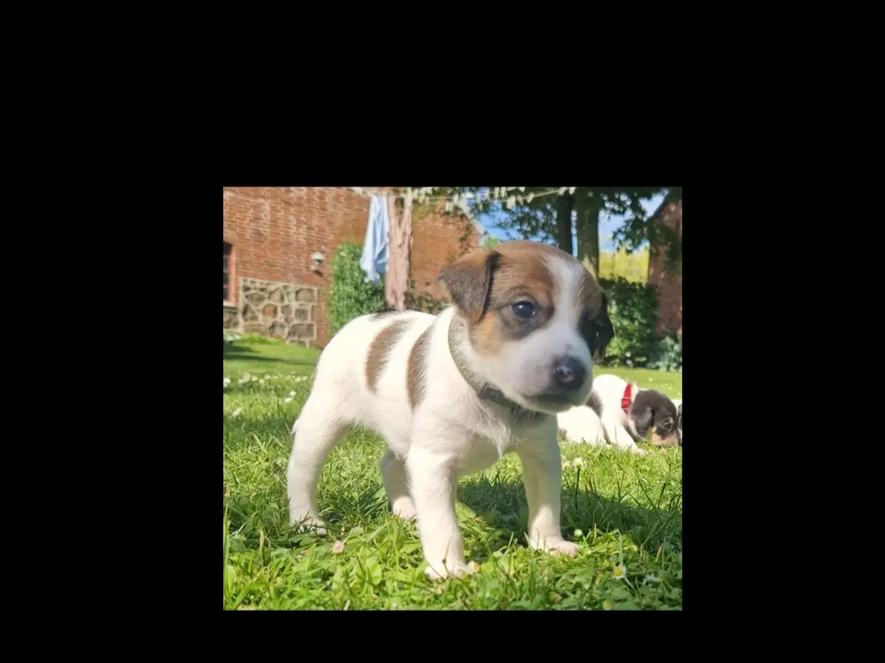 Billede 7 - Dansk svensk gårdhunde hvalpe 