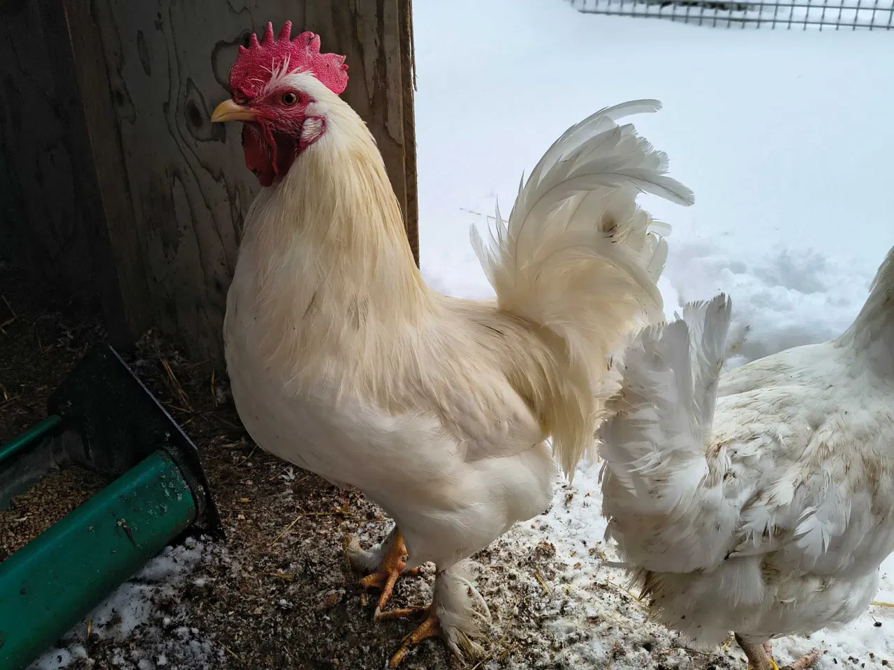 Billede 1 - Flotte Krydsnings Haner 