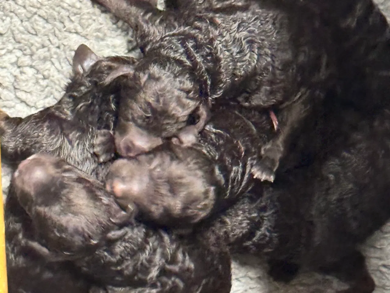 Billede 6 - Goldendoodle til jul 