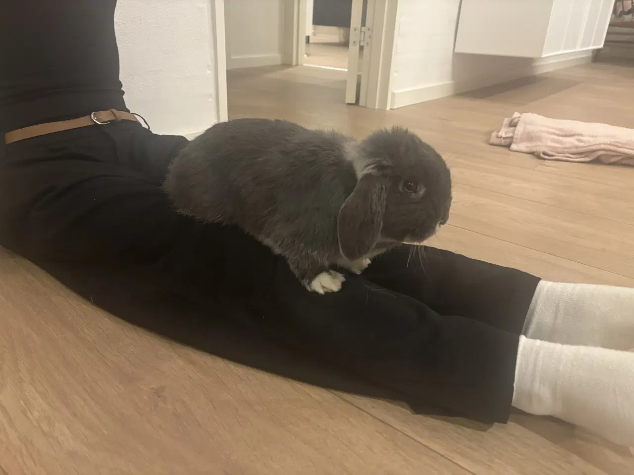 Billede 6 - Mini lop Kanin