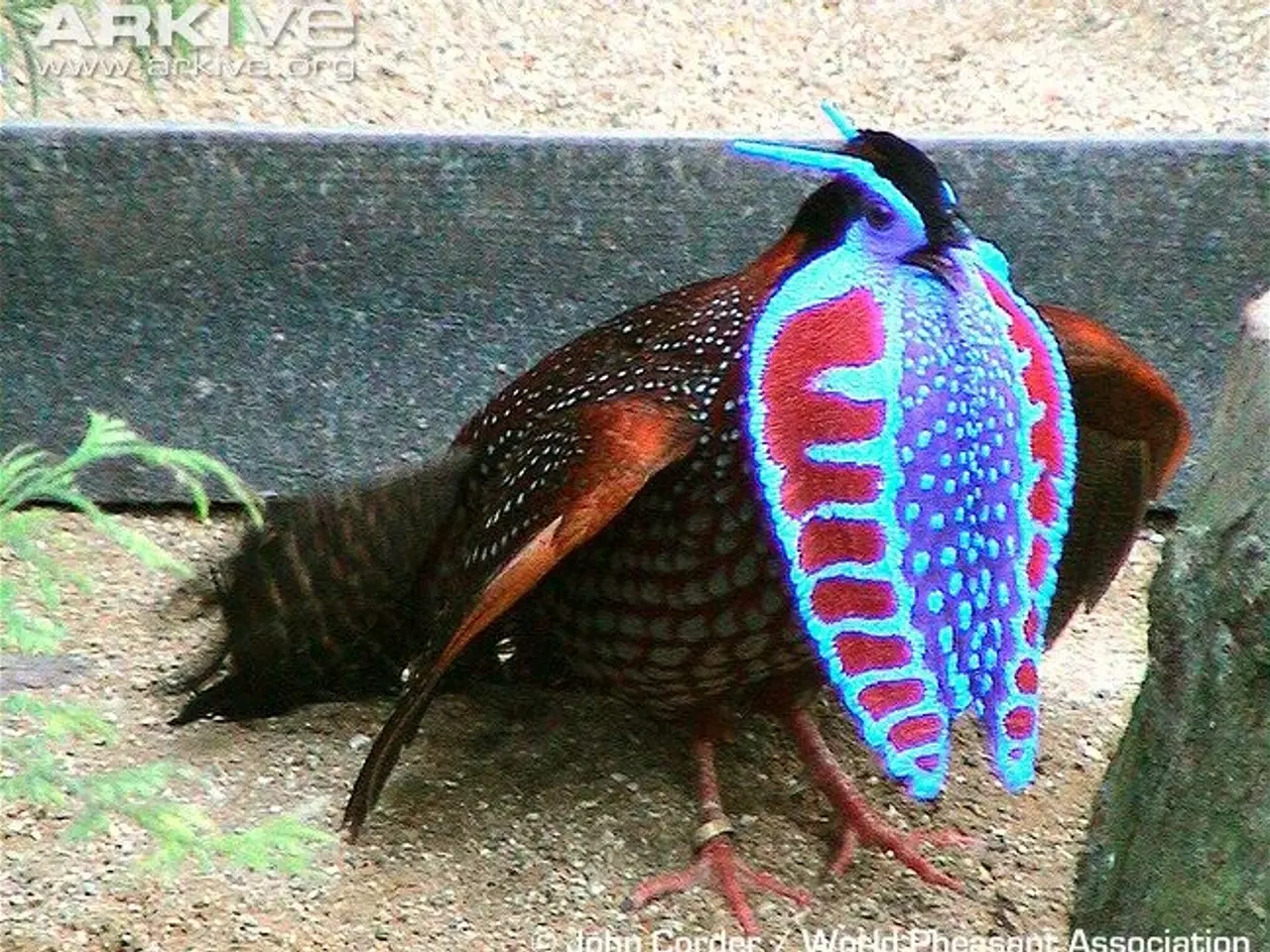 Billede 2 - Temmicks  Tragopan Kok		
