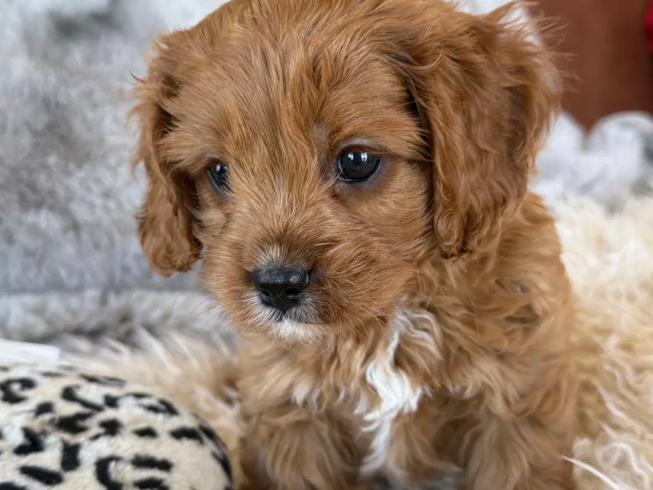 Billede 3 - Cavapoo Hvalpe f1 Dreng