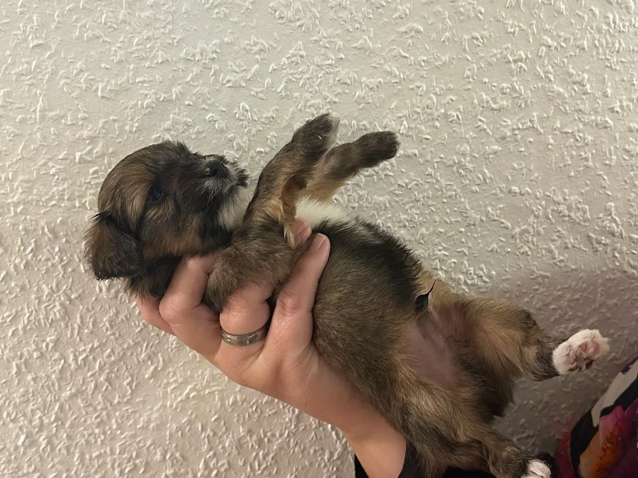 Billede 2 - Hundehvalpe 