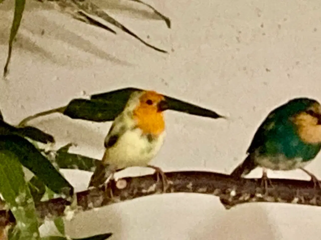 Billede 1 - Rødhoved papegøjeamadiner(søgrøn/broget)