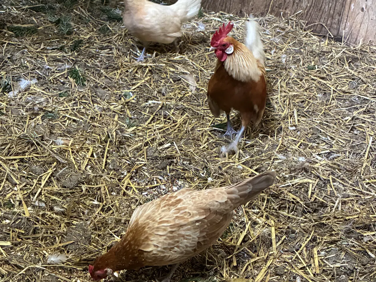 Billede 2 - Hollandske dværghøns 