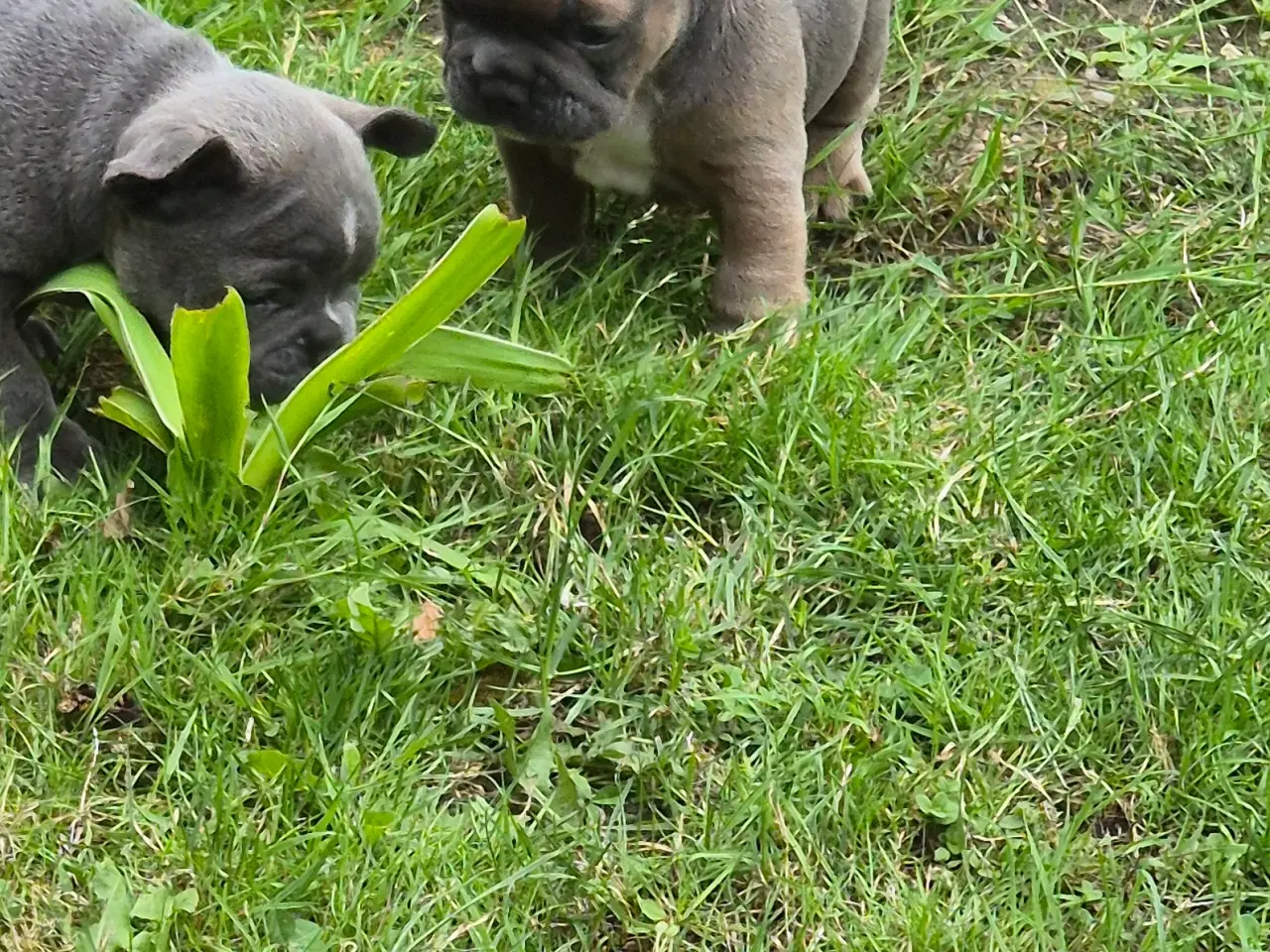 Billede 4 - FRANSK BULLDOG HVALP